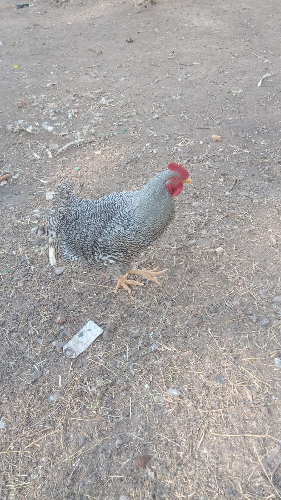 Pollos, gallos y gallinas puros