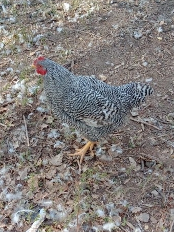 Pollos, gallos y gallinas puros