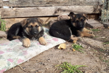 Cachorro Pastor Alemán