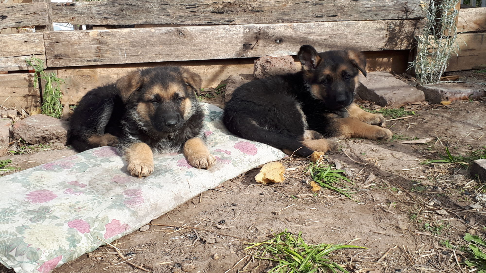 Cachorro Pastor Alemán