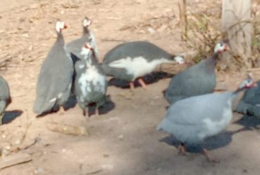 Gallinetas o gallinas de Guinea