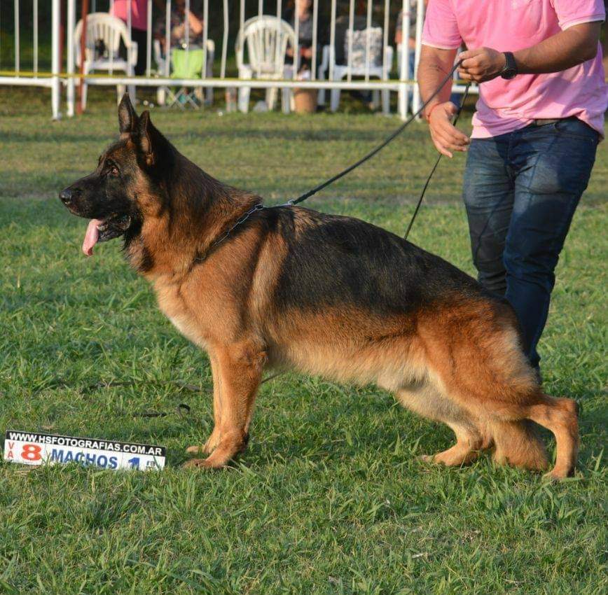 Cachorros Ovejero Alemán