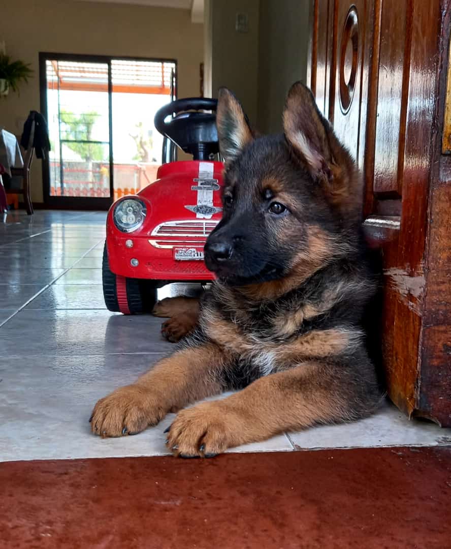 Cachorros Ovejero Alemán