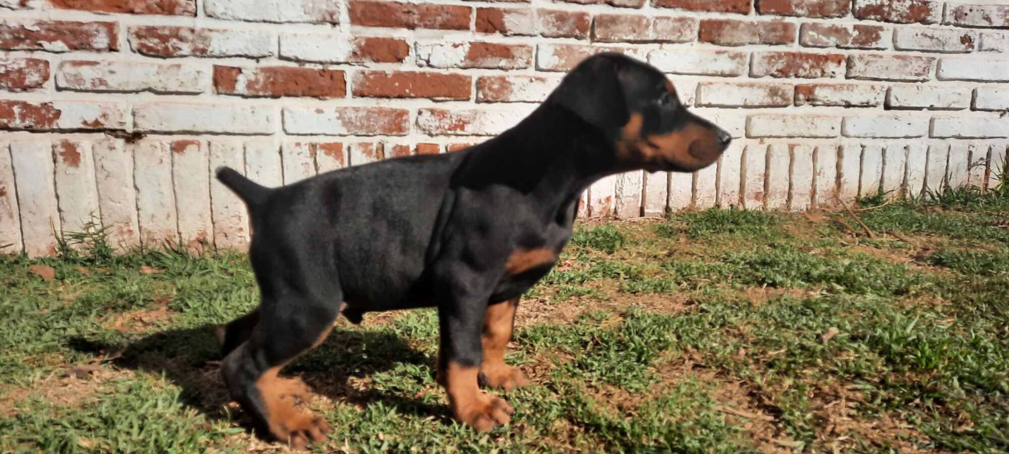 Cachorros Doberman