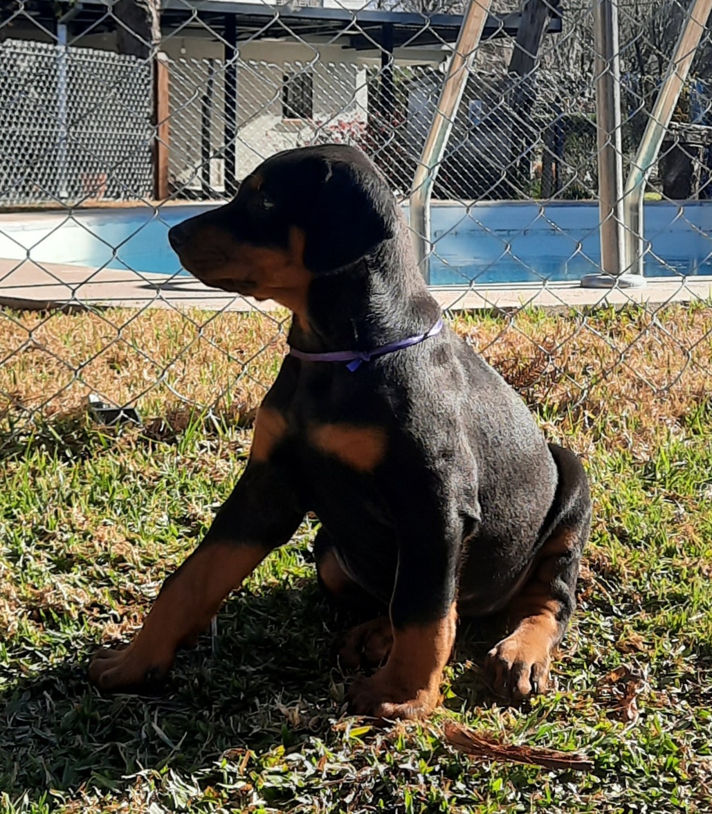 Cachorros Doberman