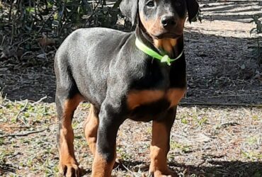 Cachorros Doberman