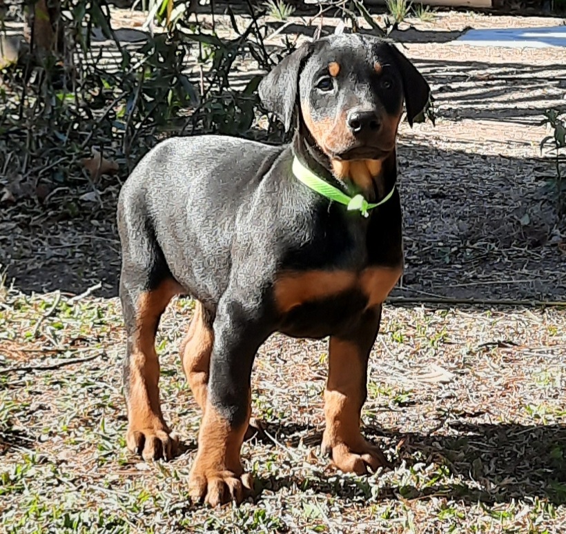 Cachorros Doberman